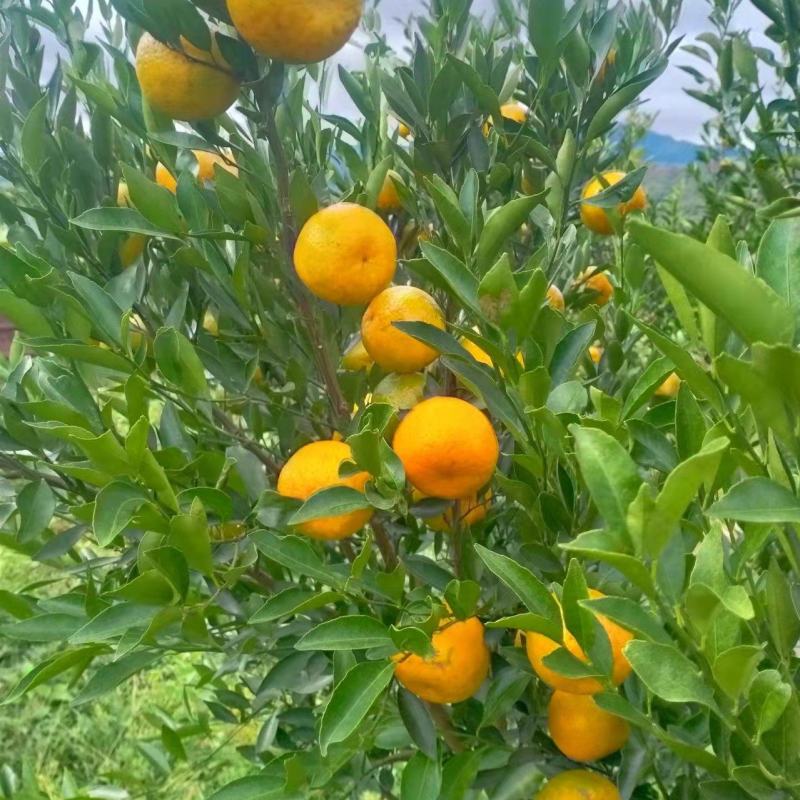 茶枝柑陈皮柑