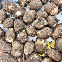 山东芋头/牛奶芋头/芋头8520/电商团购日供应2万斤优