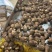 山东芋头/牛奶芋头/芋头8520/电商团购日供应2万斤优