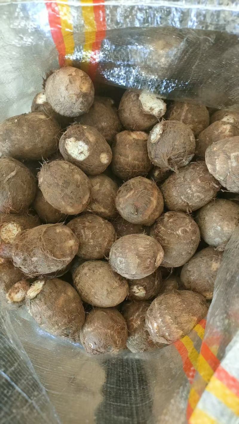 山东芋头/牛奶芋头/芋头8520/电商团购日供应2万斤优