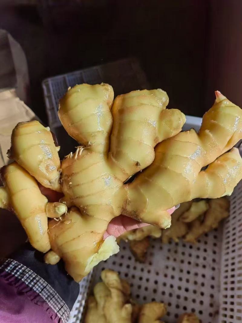 山东生姜/山东大黄姜/临沂小黄姜/电商团购一件代发便宜