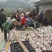 耙耙柑，四川省眉山市，沙地高山水果，香甜可口，优选商品