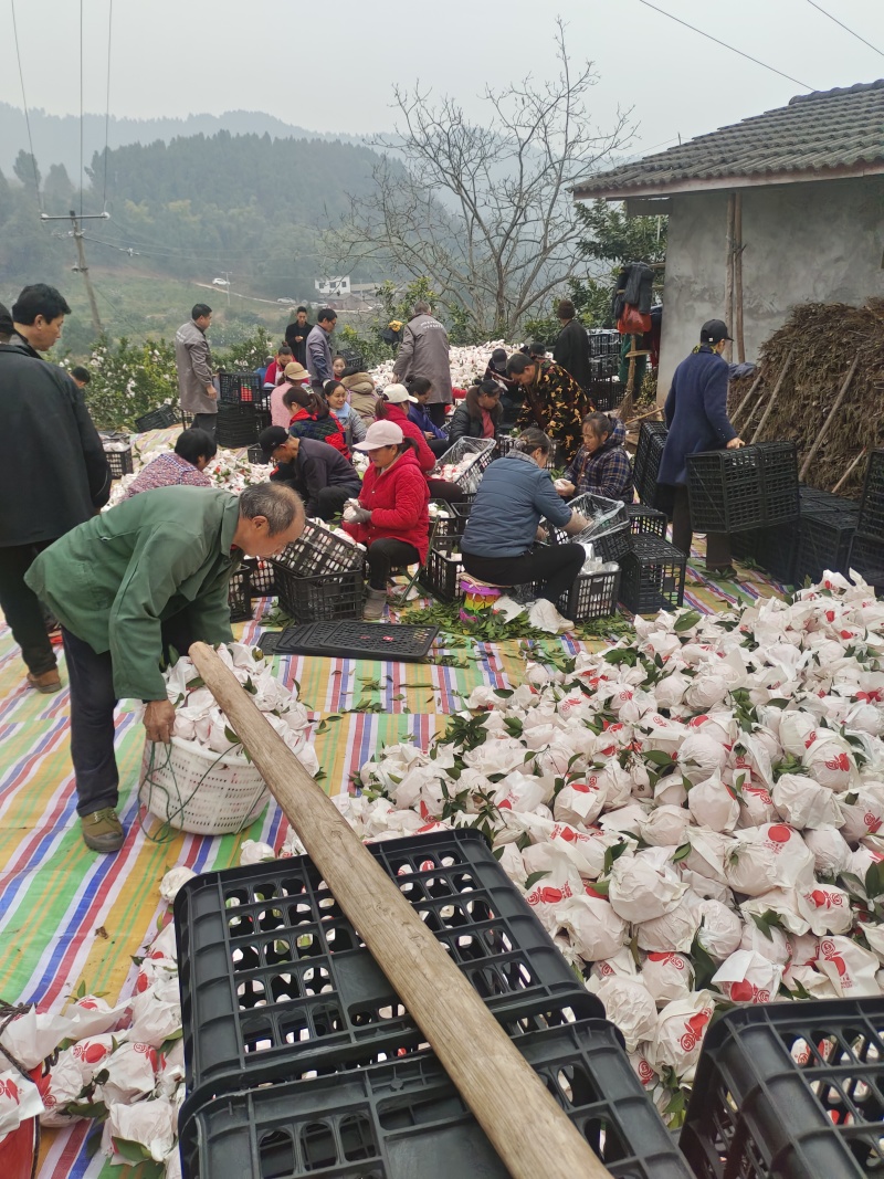 耙耙柑，四川省眉山市，沙地高山水果，香甜可口，优选商品