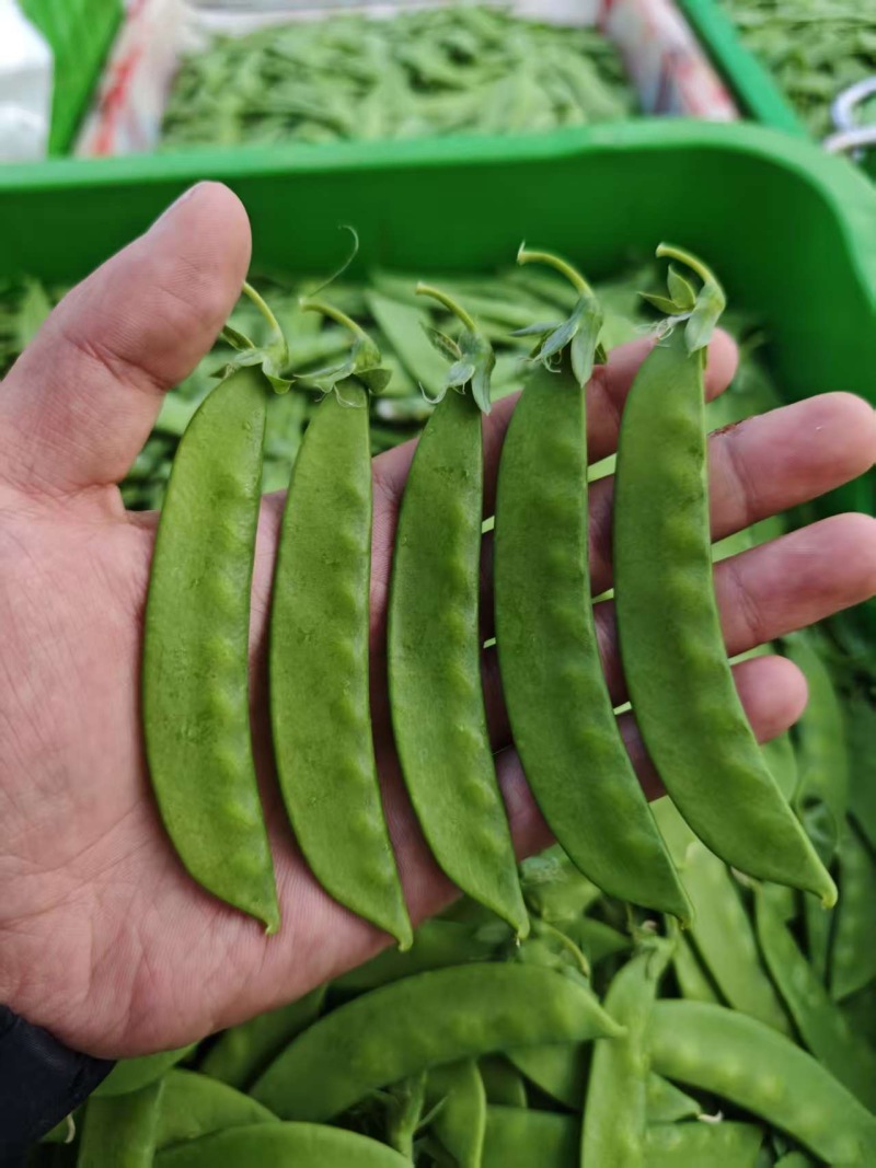 荷兰豆🫛精品好货电商货全年365天发货原产地直销