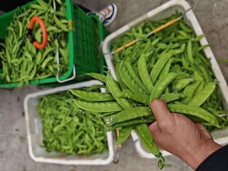 荷兰豆🫛精品好货电商货全年365天发货原产地直销