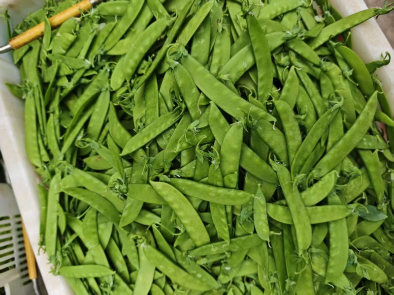 荷兰豆🫛精品好货电商货全年365天发货原产地直销