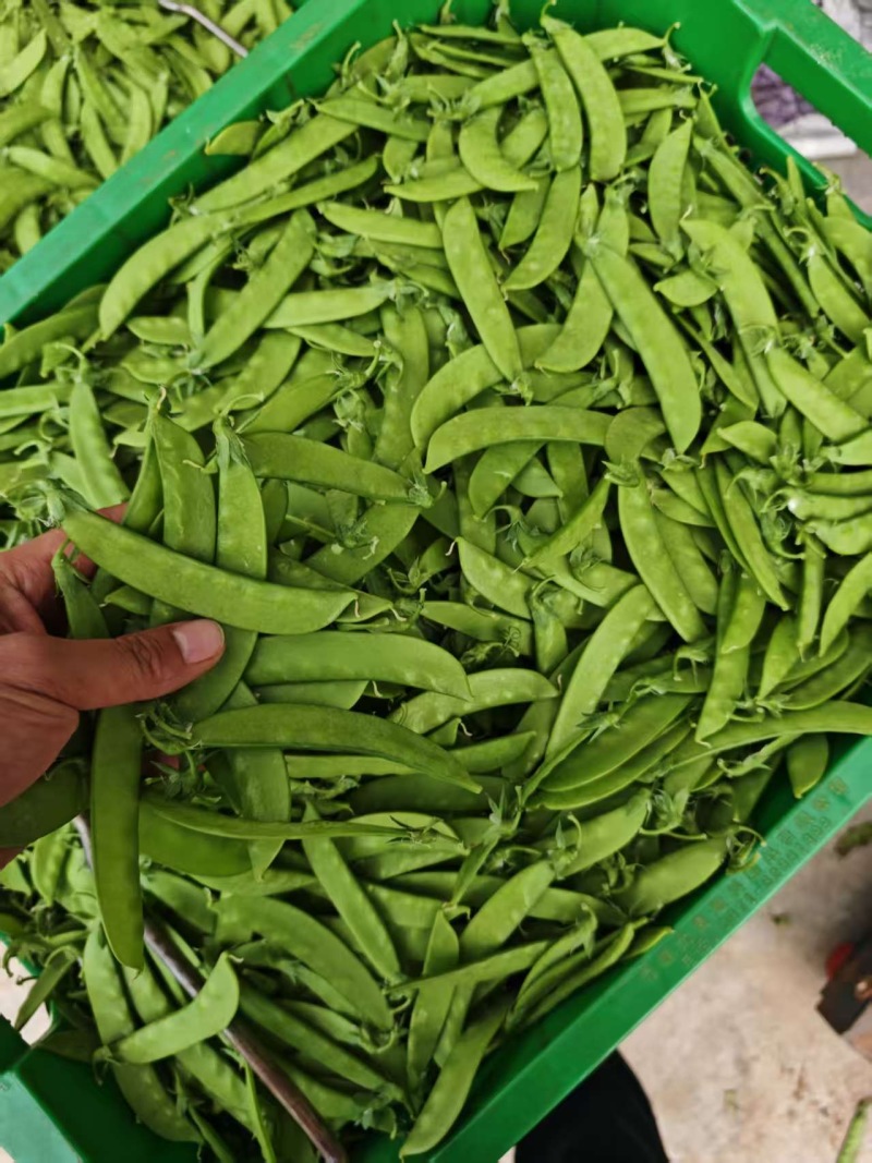 荷兰豆🫛精品好货电商货全年365天发货原产地直销