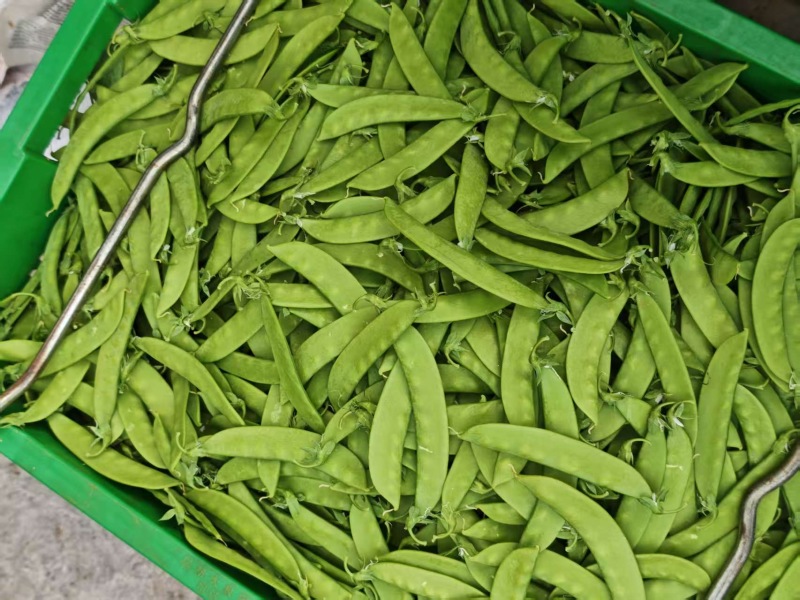 荷兰豆🫛精品好货电商货全年365天发货原产地直销