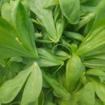 大叶茼蒿