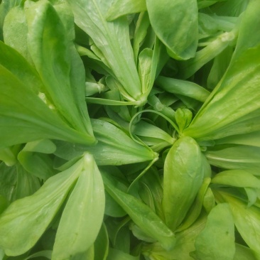 大叶茼蒿
