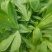 大叶茼蒿
