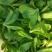 大叶茼蒿