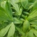 大叶茼蒿