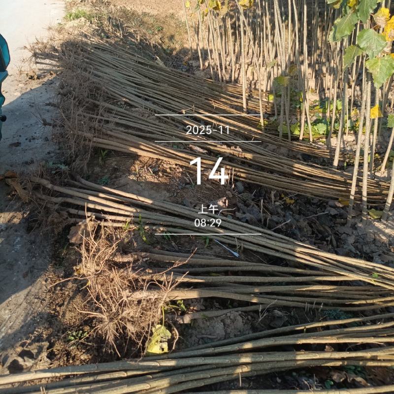 杨树苗速生杨基地，大量上市，产地直发，品质保证，服务周到