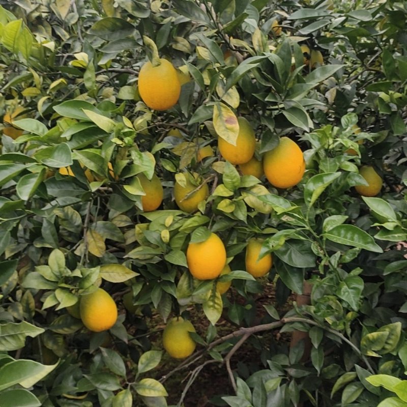 九号脐橙，高山沙地主产，皮细可感香甜，高品质优选
