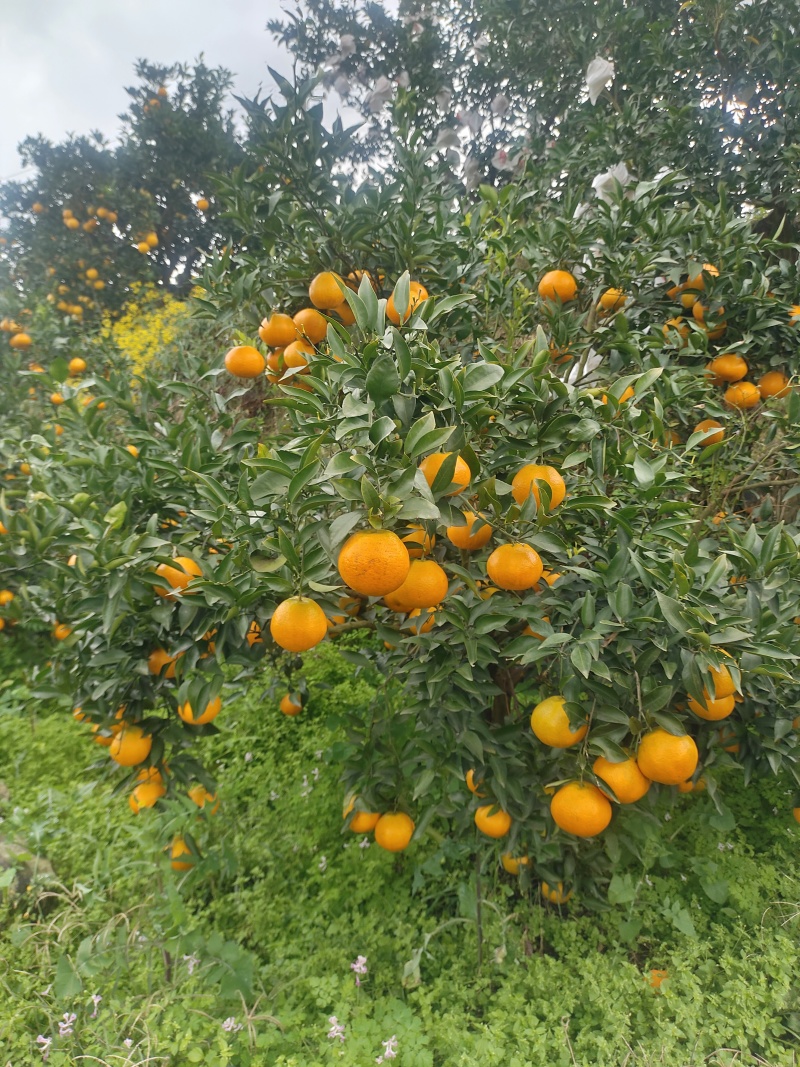 九号脐橙，高山沙地主产，皮细可感香甜，高品质优选