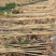 杨树苗速生杨基地，大量上市，产地直发，品质保证，服务周到