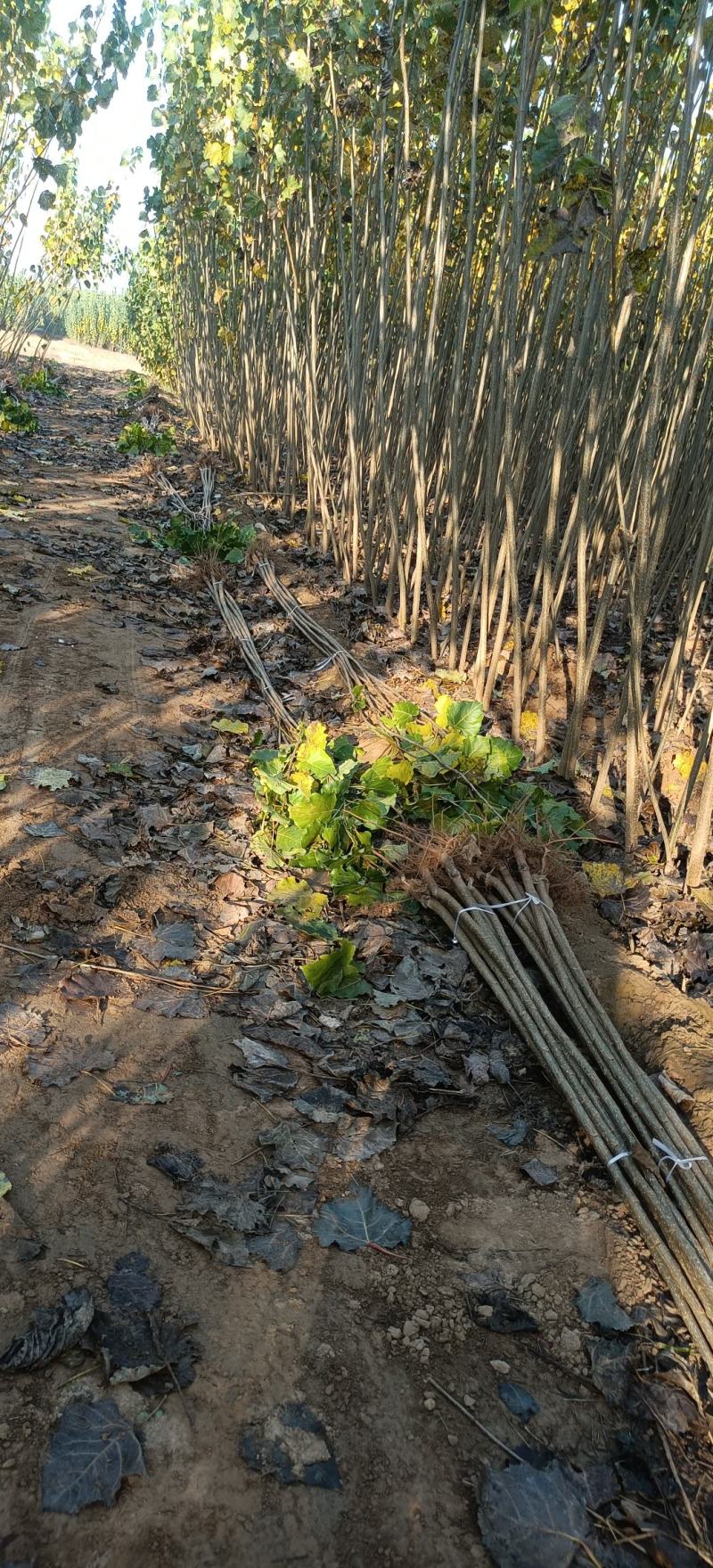 杨树苗速生杨基地，大量上市，产地直发，品质保证，服务周到