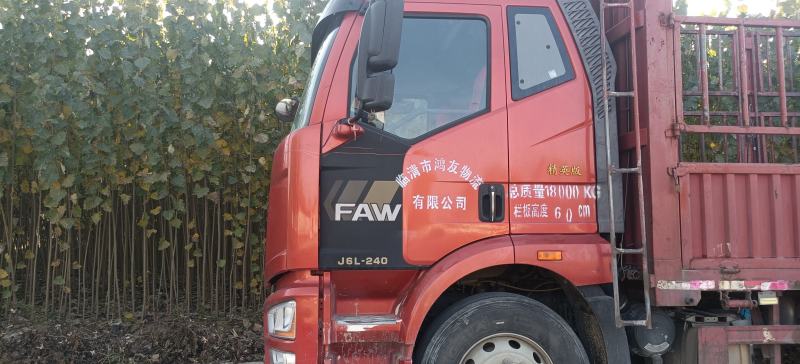 杨树苗速生杨基地，大量上市，产地直发，品质保证，服务周到