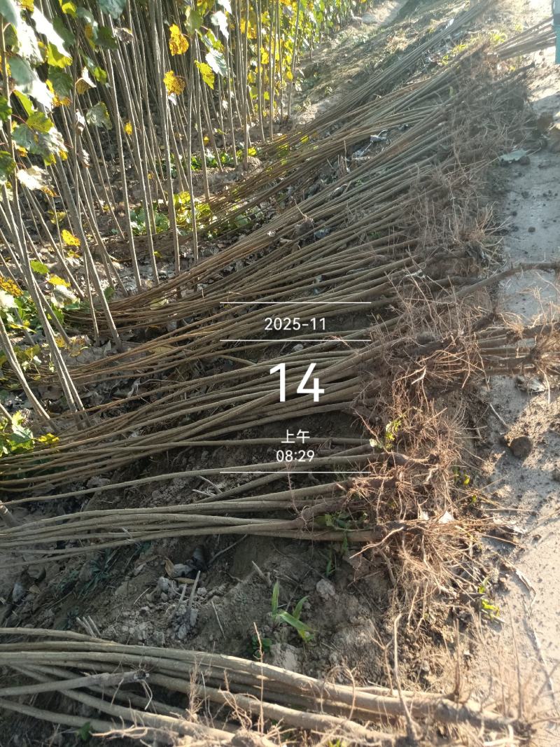 杨树苗速生杨基地，大量上市，产地直发，品质保证，服务周到