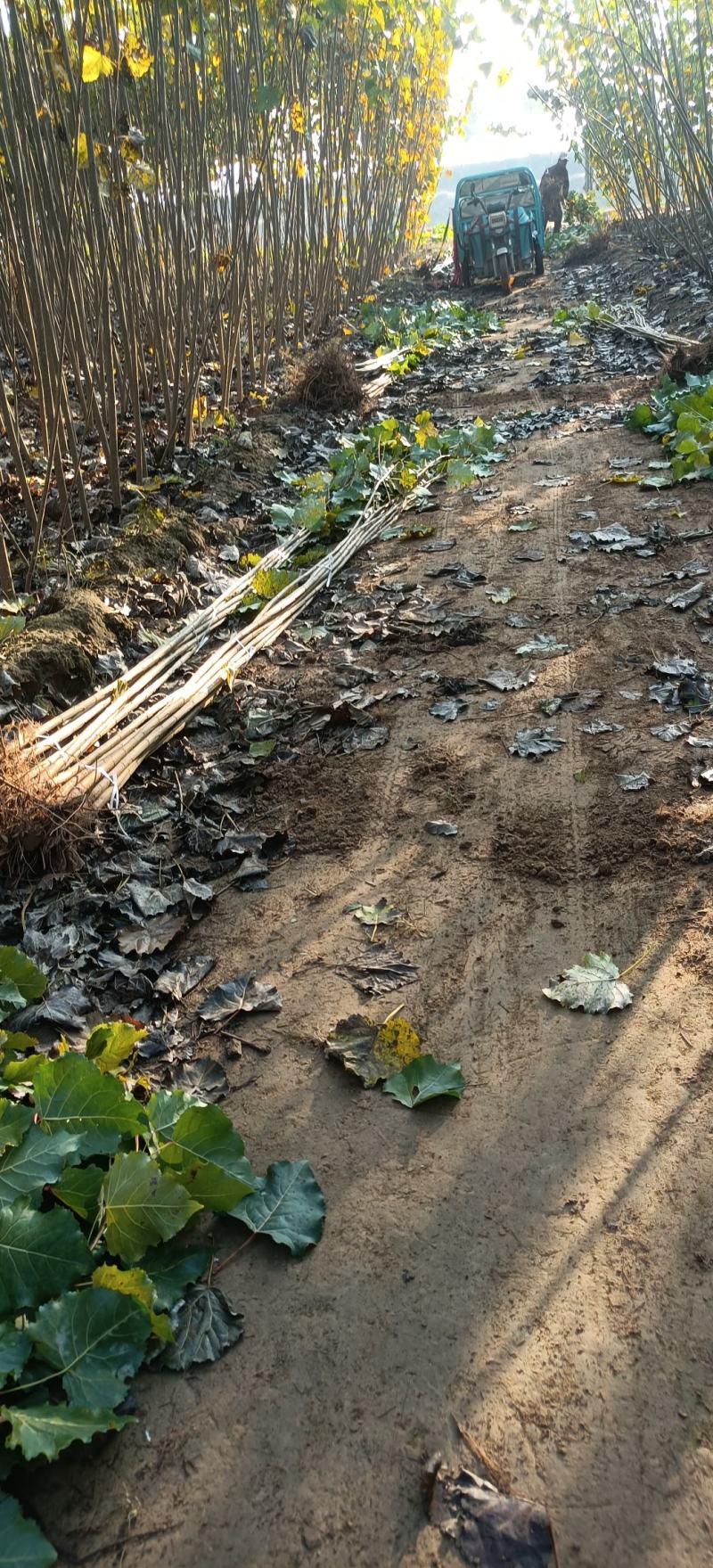 杨树苗速生杨基地，大量上市，产地直发，品质保证，服务周到
