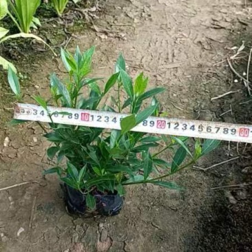 小叶栀子花