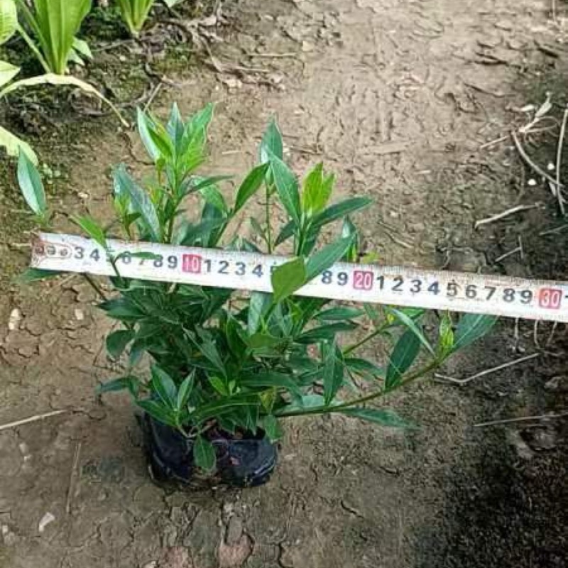 小叶栀子花