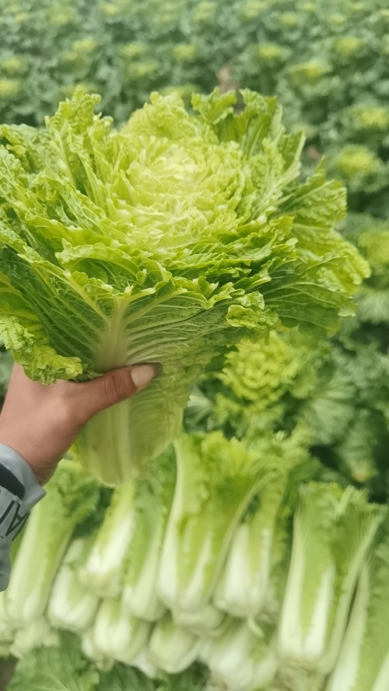 秋绿60白菜