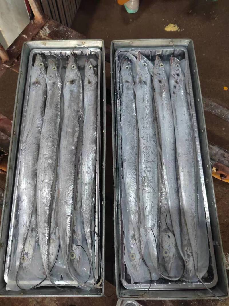 礼品盒带鱼，质量好，价格优。