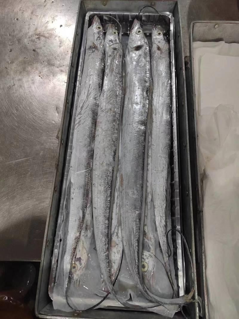 礼品盒带鱼，质量好，价格优。