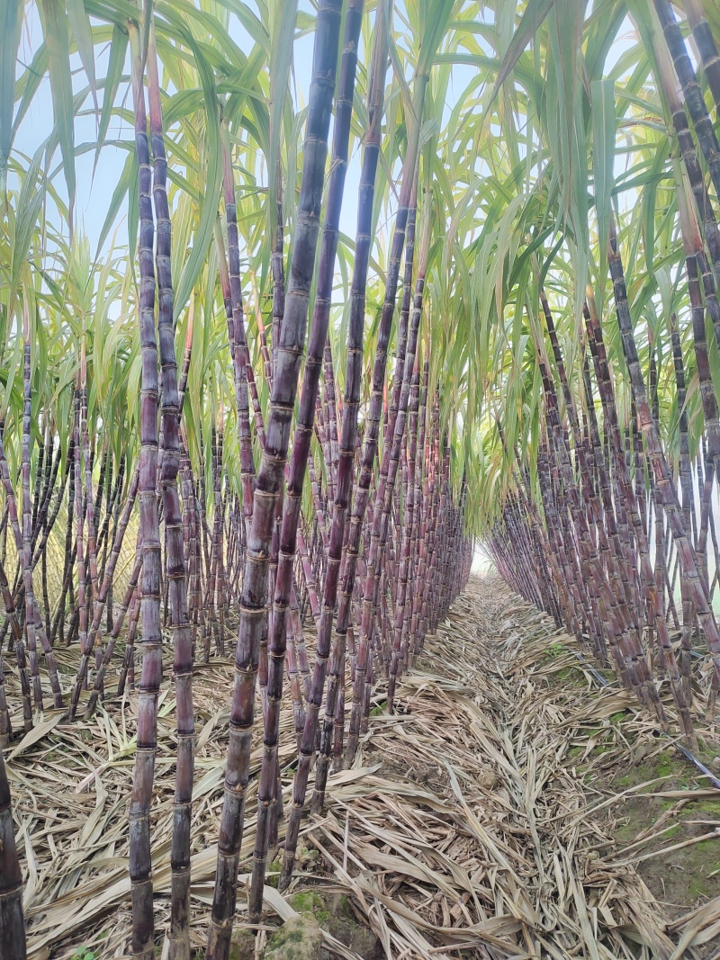 沿用广西成熟种植技术体系，全程标准化管控，广甘风味十足。