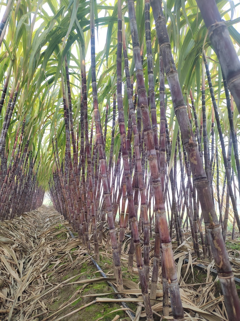 沿用广西成熟种植技术体系，全程标准化管控，广甘风味十足。