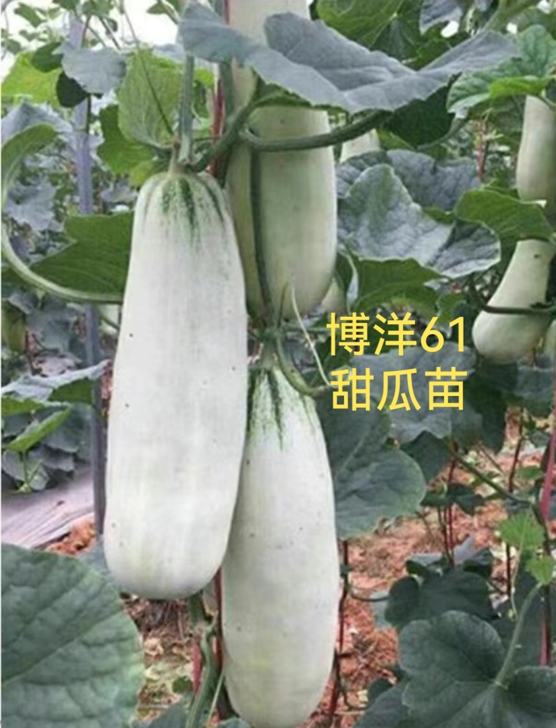 博洋九甜瓜苗各种甜瓜苗大量有苗，糖度高抗病强苗厂直发