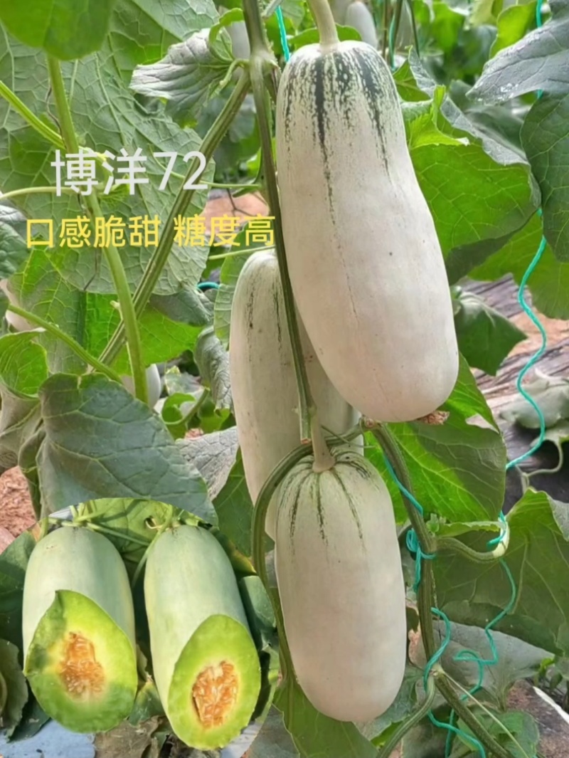 博洋九甜瓜苗各种甜瓜苗大量有苗，糖度高抗病强苗厂直发