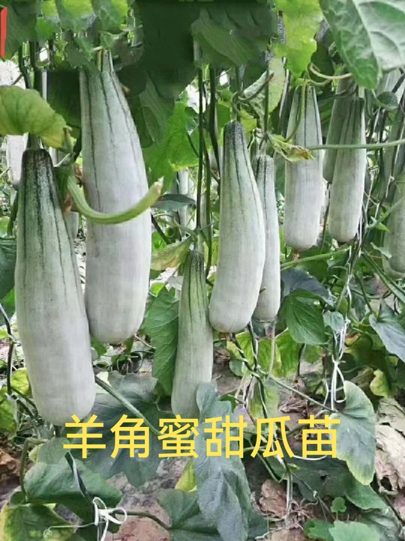 博洋九甜瓜苗各种甜瓜苗大量有苗，糖度高抗病强苗厂直发