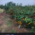 东方红砂糖橘