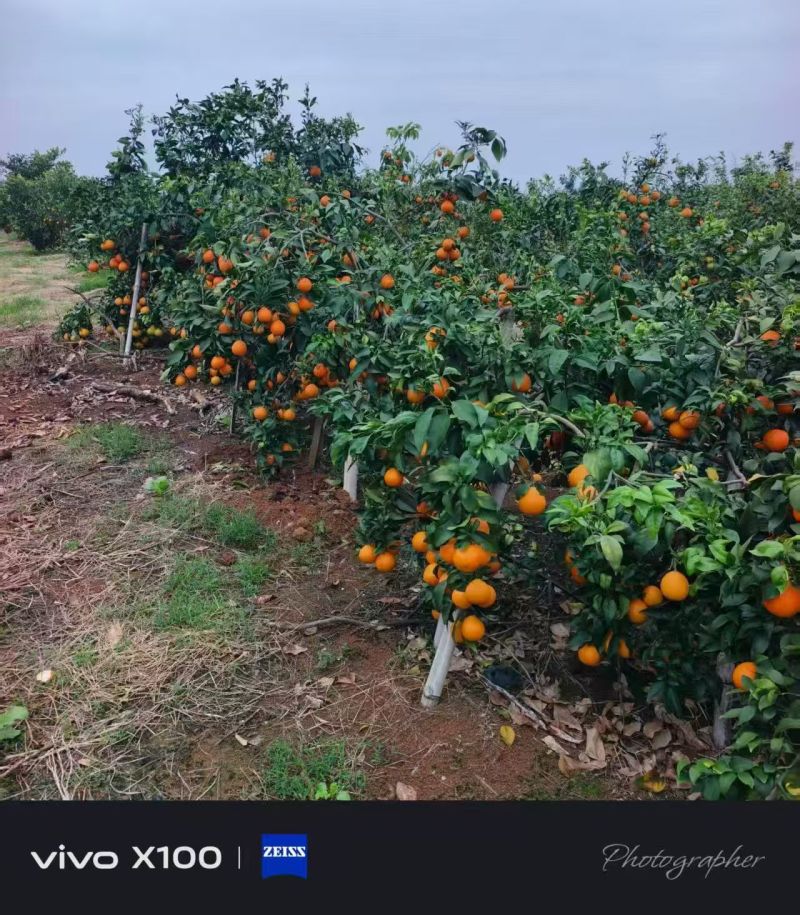 东方红砂糖橘