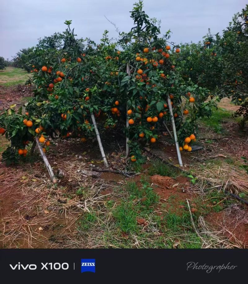 东方红砂糖橘