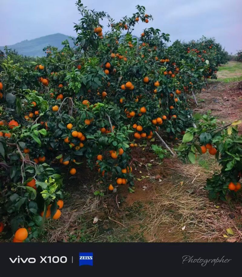 东方红砂糖橘