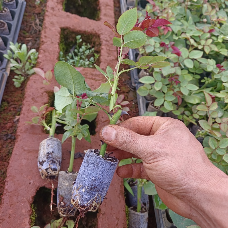 带土玫瑰花杯苗玫瑰花苗大型基地供货一手货源欢迎联系咨询