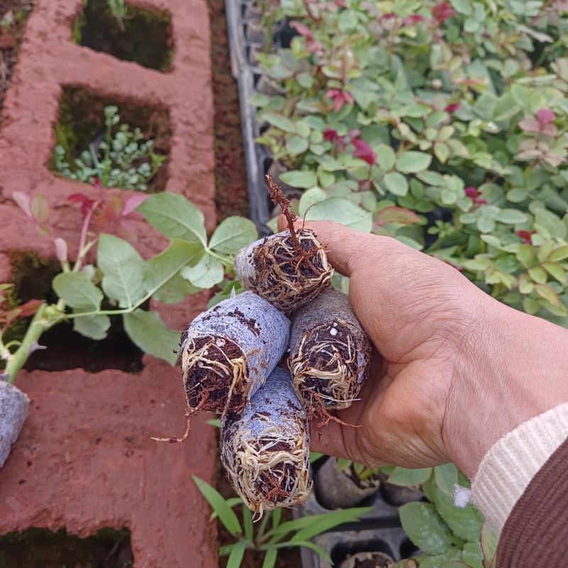 带土玫瑰花杯苗玫瑰花苗大型基地供货一手货源欢迎联系咨询