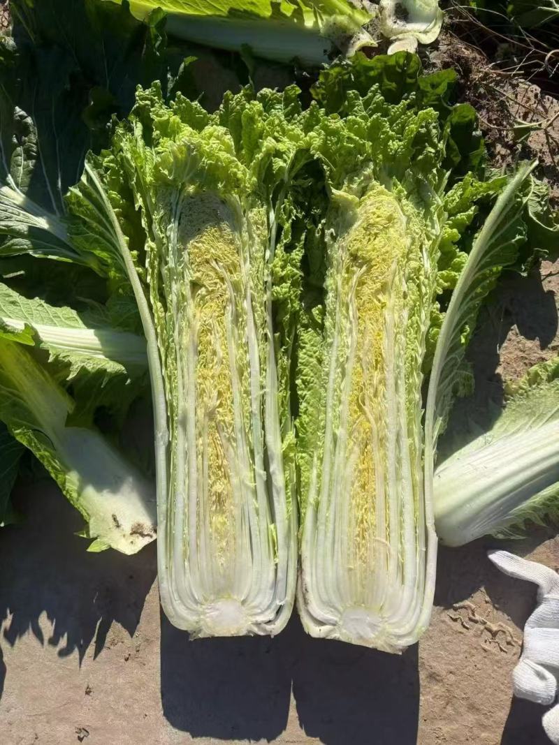 秋绿60白菜