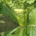 秋绿60白菜