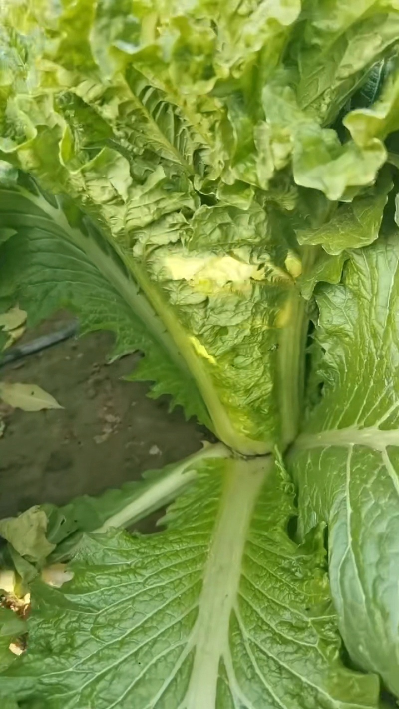 秋绿60白菜