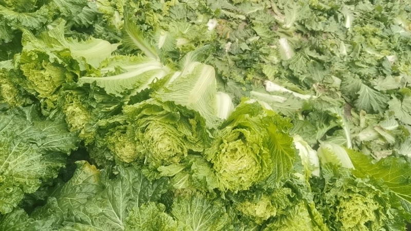 秋绿60白菜
