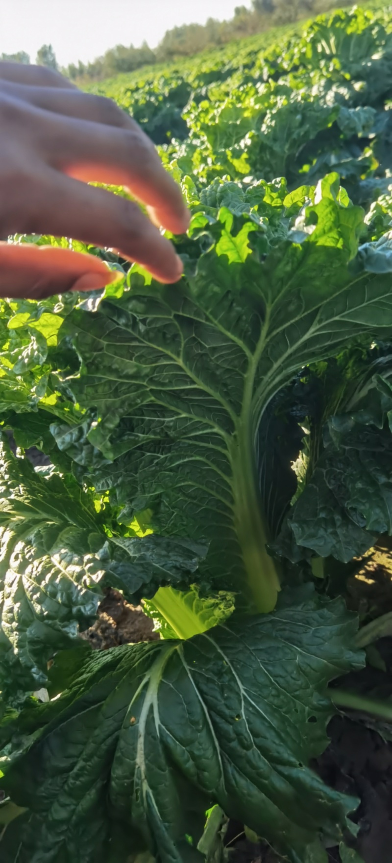 秋绿60白菜