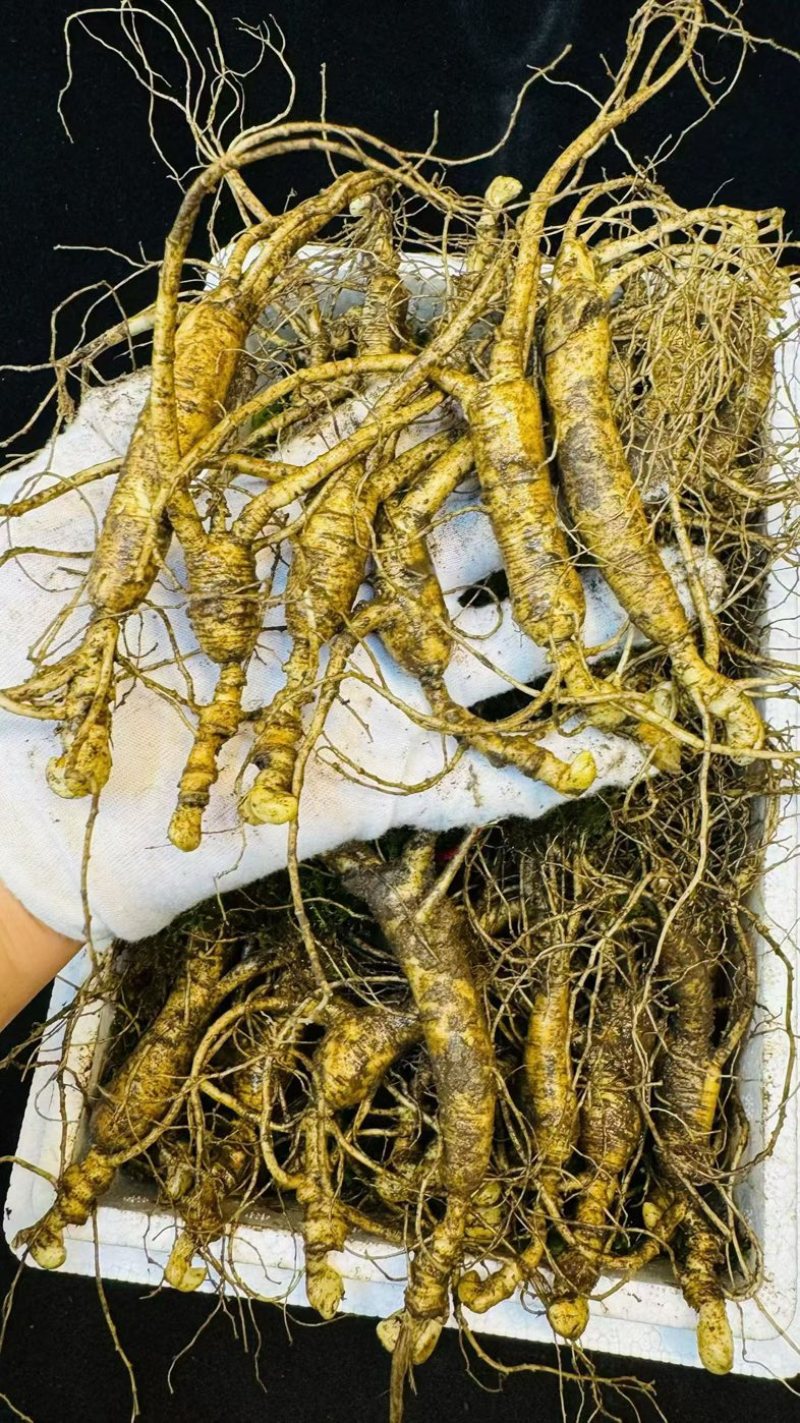 产地林下参嘎嘎新鲜个别有瑕疵，泡酒泡汤值得推荐性价比高！