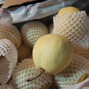 新疆套袋贡梨