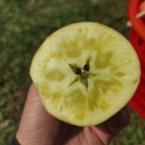 盐源苹果熟了