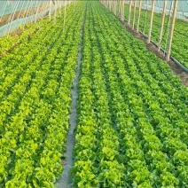 河南生菜精品意大利生菜质量有保证欢迎各位前来选购